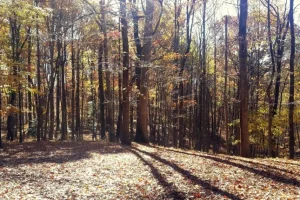 Autumn in Derwood Autumn in Derwood, MD